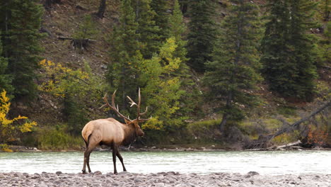 Injured-Bull-elk-walks-awkwardly-on-rocky-river-bank-whilst-bugling