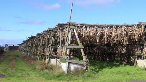 Fish-drying-on-wooden-old-racks-in-Iceland