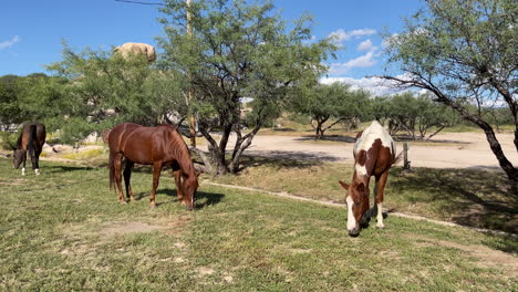 Three-beautiful-hungry-horses-eat-grass-on-ranch,-handheld-shot
