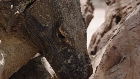 Close-up-of-face-of-Komodo-dragon-turning-head-and-sticking-out-tongue