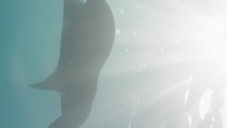 Mantarochen-Schwimmt-Durch-Sonnenstrahlen-An-Der-Oberfläche,-Vertikaler-Unterwasser-slomo