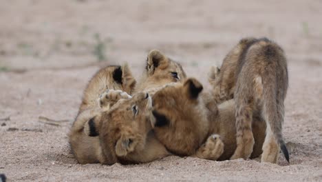 Wide-shot-of-cute-lion-cubs-playing-and-rolling-in-the-sand,-Greater-Kruger
