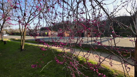 Schöne-Violette-Blumen,-Die-An-Einem-Sonnigen-Frühlingstag-Im-Shasta-State-Historical-Park-In-Kalifornien-Usa-Blühen---Mittlerer-Schuss