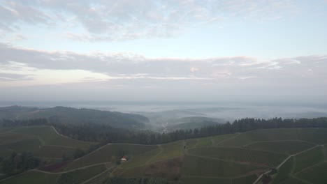 Schloss-Staufenberg---Vineyards-on-foggy-morning