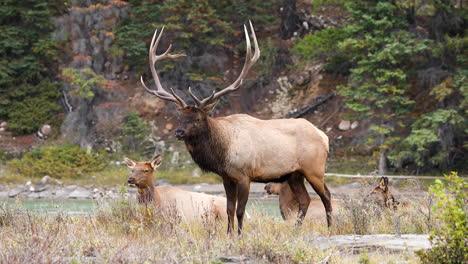 Elk-bull-with-impressive-antlers-bugling-close-to-cows-during-the-rut