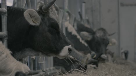 Row-of-cows-eating-hay-in-barn-on-diary-farm
