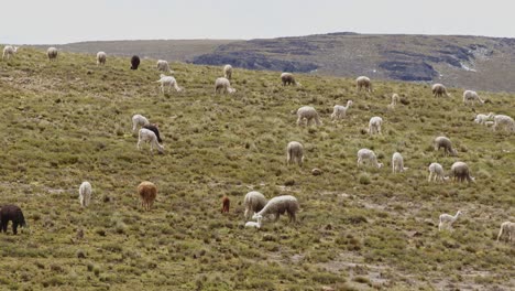 flatlands-with-many-llamas-and-alpacas-grazing,-Pampas-Galeras,-Peru