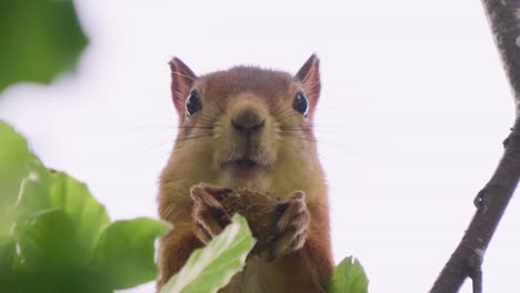 Close-Up-Looking-At-Squirrel-Holding-Nut-And-Chewing-On-It