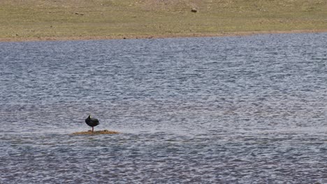 Bird-on-lake,-Pampas-Galeras,-Peru