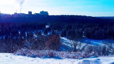 Snow-covered-pine-trees-at-Victory-Park-Valley-park-with-the-University-of-Alberta-in-the-horizon-overlooking-the-natural-extreme-weather-as-all-their-building-are-steaming-with-smoke-out-of-chimneys