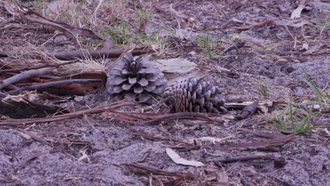 A-person-walking-in-the-dirt-barefooted-past-a-pinecone,-turning-and-walking-back
