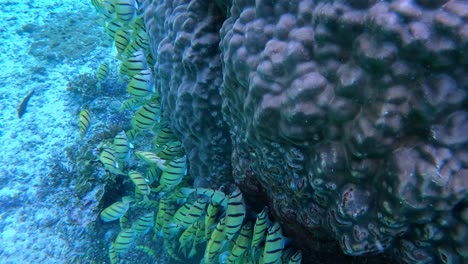 School-Of-Convict-Tang-Feeding-On-Algae-On-The-Reefs-Under-The-Blue-Sea