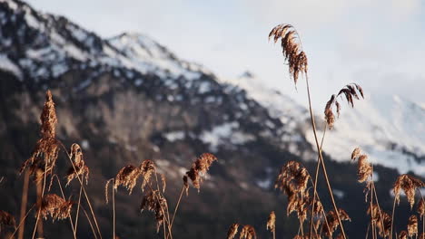 Orange-wild-vegetation-at-golden-hour,-snow-capped-mountain-in-background