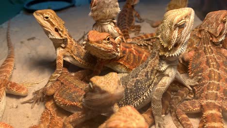Pogona-Vitticeps---Dragones-Barbudos-Centrales-Mirando-Hacia-Arriba-Y-Sorprendidos-En-Su-Jaula-En-La-Expo-De-Mascotas-Tailandia-2020-En-Bangkok