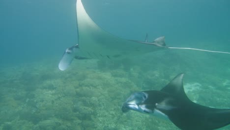 Two-giant-manta-rays-swim-by-coral-seabed,-underwater-slomo-side-view