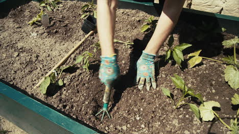 Gloved-hands-rake-soil-in-garden-box-to-plant,-high-angle