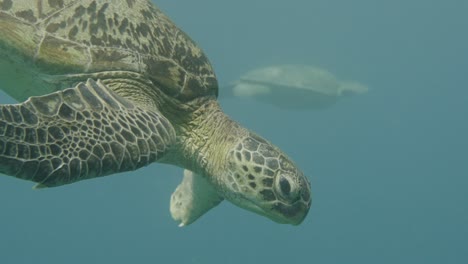 A-closeup-of-an-endangered-green-turtle-as-it-glides-effortlessly-through-the-water