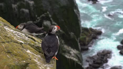 Immature-Horned-Puffins-Perch-on-Steep-Rocky-Bird-Cliff,-Látrabjarg,-CLOSE-UP
