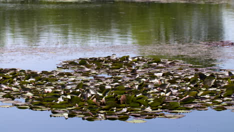 water-lilies-on-the-water-of-a-swamp-in-western-Europe