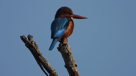 kingfisher-in-tree-waiting-for-food-and-enjoying-sunrise-