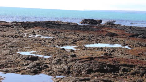 Seaweed-and-kelp-on-the-seashore-in-south-west-Iceland-near-Herdisarvik