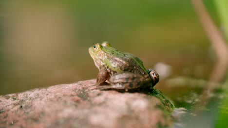 Close-up-view-of-a-Frog-Resting-on-a-rock
