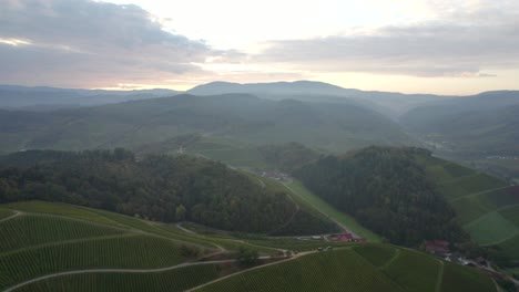 Aerial-view-of-a-great-vineyards-with-black-forest-mountains-in-background