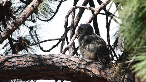 Owlet-in-a-tree-turns-its-head-a-looks-toward-camera