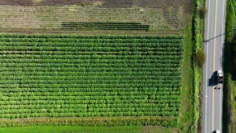 Top-down-view-of-lettuce-field-along-highway-1,-California
