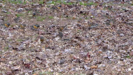 a-flock-of-Narcissus-Flycatchers-on-the-ground-eating-bugs-in-fallen-leaves