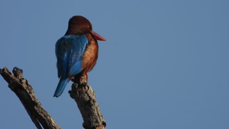 Kingfisher-enjoying-sunrise-in-tree-
