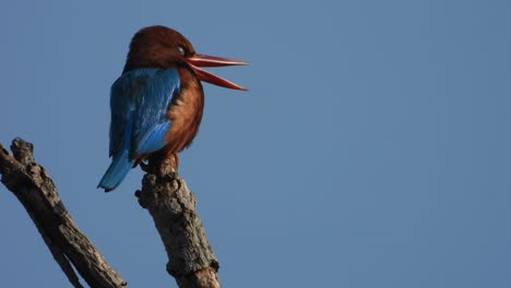 Kingfisher-in-tree-waiting-for-pray-