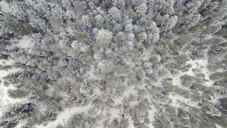 Schneebedeckte-Winterlandschaft-Kiefer-Baumwipfel-Landschaft