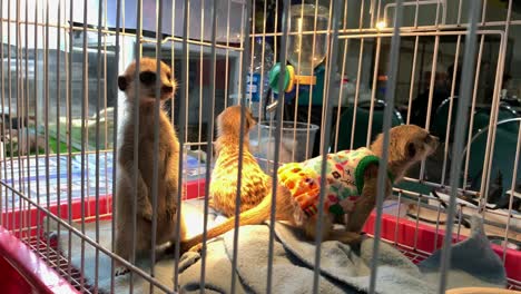 Three-Meerkats-With-Clothes-Standing-Inside-The-Pet-Cage-And-Looking-Around-At-The-Pet-Expo-Thailand-2020-In-Bangkok