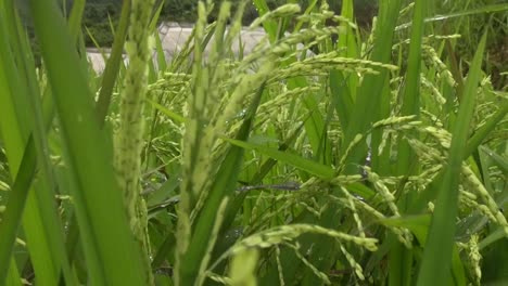 Reispflanzen-Im-Reisfeld-Während-Des-Tages-Pen-Shot