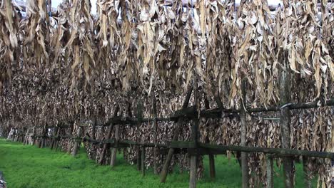 Natural-drying-of-stockfish-cod-in-Iceland