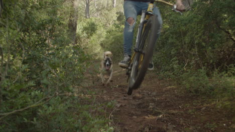 Front-view-of-male-biker-fast-riding-downhill-bike-through-woods-followed-by-german-shepherd-dog,-zoom-out,-slow-motion,-day