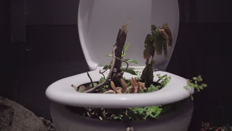 plants-in-the-toilet-at-night