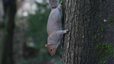 Squirrel-climbs-down-a-tree-and-lands-on-the-ground