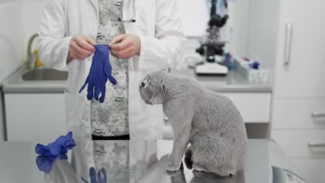 Der-Arzt-Bereitet-Sich-Auf-Eine-Katzenuntersuchung-Vor