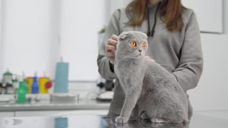 El-Gato-Está-Esperando-A-Un-Médico-En-La-Clínica-Veterinaria