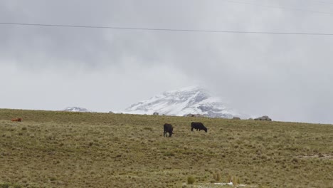 Hill-sde-with-cows-grazing,-Pampas-Galeras,-Peru