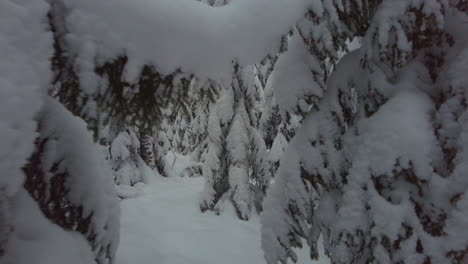 Wandern-In-Einem-Dichten-Schneebedeckten-Borealen-Wald-Zwischen-Fichten