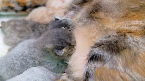 Adorable-little-kittens-nursing-on-mom---Close-up