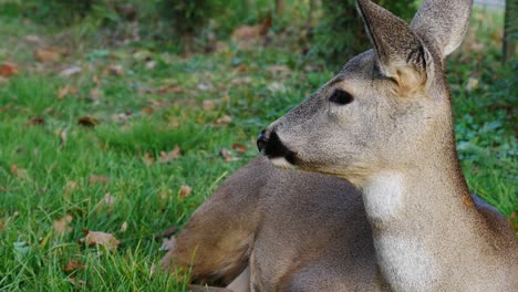 Portrait-of-a-young-deer-accustomed-to-humans