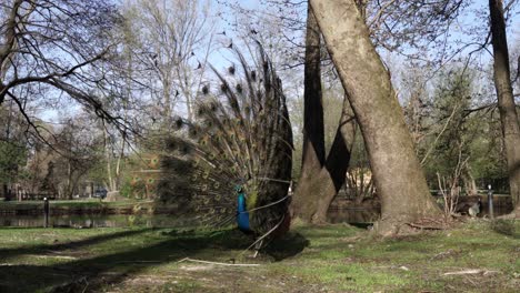 Open-tail-with-colorful-long-feathers-of-peacock-exposed-on-tranquil-park-with-trees-near-canal-water