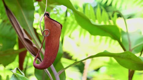 Tropical-Pitcher-Plant,-Nepenthes-ampullaria