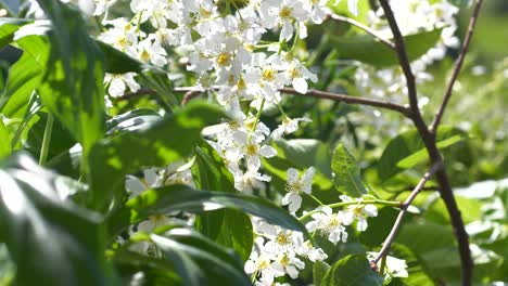 Small-white-cherry-blossoms-and-green-leaves-on-a-branch-in-sunlight