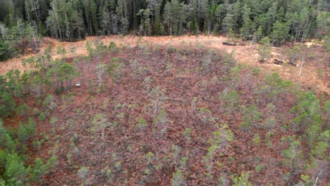 Aerial-Ascent-Reveals-Growing-Sapling-On-Wetland-Mire-In-Pine-Tree-Forestry-Area