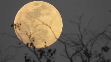 Moon-rising-on-behind-the-tree-